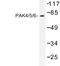 P21 (RAC1) Activated Kinase 4 antibody, LS-C177428, Lifespan Biosciences, Western Blot image 