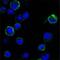 Receptor Tyrosine Kinase Like Orphan Receptor 1 antibody, NBP1-47449, Novus Biologicals, Immunofluorescence image 