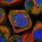 MYC Binding Protein antibody, NBP1-89101, Novus Biologicals, Immunofluorescence image 