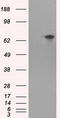 Tubulin Tyrosine Ligase Like 12 antibody, LS-C114852, Lifespan Biosciences, Western Blot image 