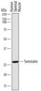 Collagen Type IV Alpha 3 Binding Protein antibody, MAB7546, R&D Systems, Western Blot image 