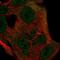 Integrin cytoplasmic domain-associated protein 1 antibody, PA5-67181, Invitrogen Antibodies, Immunofluorescence image 