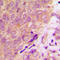 Caspase 6 antibody, LS-C358441, Lifespan Biosciences, Immunohistochemistry paraffin image 