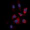 Heat Shock Protein 90 Alpha Family Class B Member 1 antibody, orb393321, Biorbyt, Immunofluorescence image 