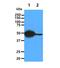 Carnosine Dipeptidase 2 antibody, NBP2-22557, Novus Biologicals, Western Blot image 