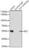 Fli-1 Proto-Oncogene, ETS Transcription Factor antibody, GTX32607, GeneTex, Immunoprecipitation image 