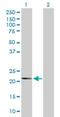 Ubiquitin-like protein FUBI antibody, H00002197-D01P, Novus Biologicals, Western Blot image 