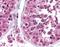 Transmembrane BAX Inhibitor Motif Containing 6 antibody, orb87623, Biorbyt, Immunohistochemistry paraffin image 