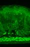 Potassium Voltage-Gated Channel Subfamily J Member 12 antibody, SMC-311D-A594, StressMarq, Immunohistochemistry frozen image 