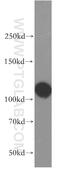 Exportin 1 antibody, 12915-1-AP, Proteintech Group, Western Blot image 