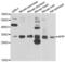 APAF1 Interacting Protein antibody, PA5-77133, Invitrogen Antibodies, Western Blot image 