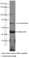 Serine/threonine-protein kinase PINK1, mitochondrial antibody, 23274-1-AP, Proteintech Group, Western Blot image 