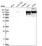 Collagen Type VI Alpha 2 Chain antibody, PA5-65085, Invitrogen Antibodies, Western Blot image 