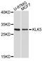 Kallikrein Related Peptidase 5 antibody, abx126956, Abbexa, Western Blot image 
