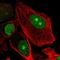 RBQ3 antibody, HPA049042, Atlas Antibodies, Immunofluorescence image 