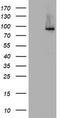 Nibrin antibody, LS-C175561, Lifespan Biosciences, Western Blot image 
