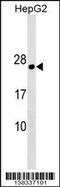 Plasmolipin antibody, MBS9205993, MyBioSource, Western Blot image 