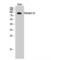 Phosphodiesterase 4B antibody, LS-C385392, Lifespan Biosciences, Western Blot image 