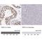 Probable E3 ubiquitin-protein ligase TRIP12 antibody, NBP2-33450, Novus Biologicals, Immunohistochemistry paraffin image 