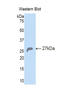 Heat Shock Protein Family A (Hsp70) Member 5 antibody, LS-C298193, Lifespan Biosciences, Western Blot image 