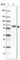 Dihydropyrimidinase Like 4 antibody, HPA049066, Atlas Antibodies, Western Blot image 