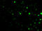 Arginine And Serine Rich Coiled-Coil 1 antibody, MBS129806, MyBioSource, Immunofluorescence image 