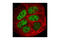 Transcription Factor AP-2 Gamma antibody, 2320S, Cell Signaling Technology, Immunocytochemistry image 