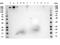 Roundabout Guidance Receptor 1 antibody, A01530, Boster Biological Technology, Western Blot image 