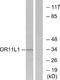 Olfactory Receptor Family 11 Subfamily L Member 1 antibody, A30859, Boster Biological Technology, Western Blot image 