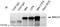 BRCA1 DNA Repair Associated antibody, GTX70111, GeneTex, Immunoprecipitation image 