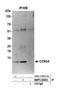 Cytochrome C Oxidase Subunit 5A antibody, NBP2-59093, Novus Biologicals, Western Blot image 