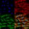 MC1 antibody, 56516, QED Bioscience, Immunocytochemistry image 