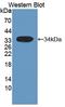 Heat Shock Transcription Factor 4 antibody, LS-C374035, Lifespan Biosciences, Western Blot image 