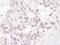 Interleukin Enhancer Binding Factor 3 antibody, NBP1-71876, Novus Biologicals, Immunohistochemistry frozen image 