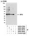 Interferon Regulatory Factor 2 antibody, A303-379A, Bethyl Labs, Immunoprecipitation image 