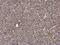 Glutamic-Oxaloacetic Transaminase 2 antibody, PA5-27572, Invitrogen Antibodies, Immunohistochemistry frozen image 
