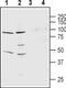 Potassium Voltage-Gated Channel Modifier Subfamily S Member 3 antibody, PA5-77644, Invitrogen Antibodies, Western Blot image 