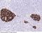 Chromogranin A antibody, 100747-T08, Sino Biological, Immunohistochemistry paraffin image 