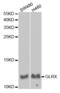 Glutaredoxin antibody, abx004064, Abbexa, Western Blot image 