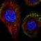 Septin 8 antibody, NBP2-76533, Novus Biologicals, Immunofluorescence image 