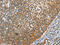 Dynactin Subunit 2 antibody, CSB-PA108423, Cusabio, Immunohistochemistry frozen image 