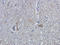 CD44 antibody, orb322980, Biorbyt, Immunohistochemistry paraffin image 