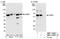 G3BP Stress Granule Assembly Factor 1 antibody, NBP1-18922, Novus Biologicals, Western Blot image 