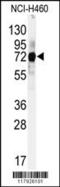 Cullin 5 antibody, 63-007, ProSci, Western Blot image 