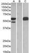 SS-A antibody, MBS421083, MyBioSource, Western Blot image 