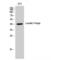 LFNG O-Fucosylpeptide 3-Beta-N-Acetylglucosaminyltransferase antibody, LS-C384387, Lifespan Biosciences, Western Blot image 