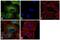 Tubulin Alpha 1a antibody, MA1-80017, Invitrogen Antibodies, Immunofluorescence image 