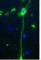Myelin Basic Protein antibody, NBP2-29656, Novus Biologicals, Immunofluorescence image 
