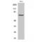 Far upstream element-binding protein 2 antibody, LS-C383470, Lifespan Biosciences, Western Blot image 