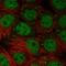 NSE1 Homolog, SMC5-SMC6 Complex Component antibody, HPA043091, Atlas Antibodies, Immunofluorescence image 